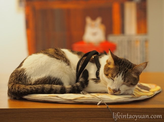 【台湾・台北猫カフェ】猫雑貨がたくさん揃ってる！三貓小舗貓咪